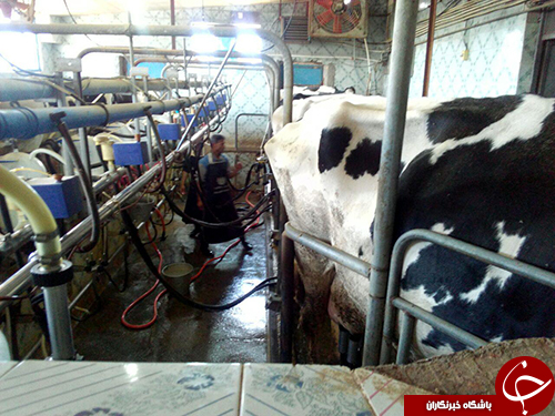 تلاش وتوکل برخدا ،عامل موفقیت ۲۵ ساله یک دامدار مشهدی