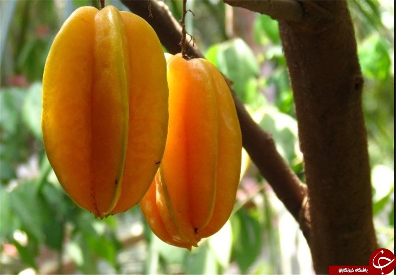 پذیرایی از المپیکی&zwnj;ها با ۴۰ نوع میوه برزیلی + تصاویر