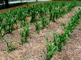 کشت مستقیم ذرت پس از برداشت گندم در روستای کمالوند خرم آباد