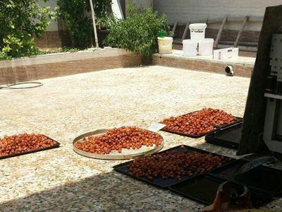 بسته شدن یک کارگاه غیرمجاز خانگی تولید زولبیا در بوشهر