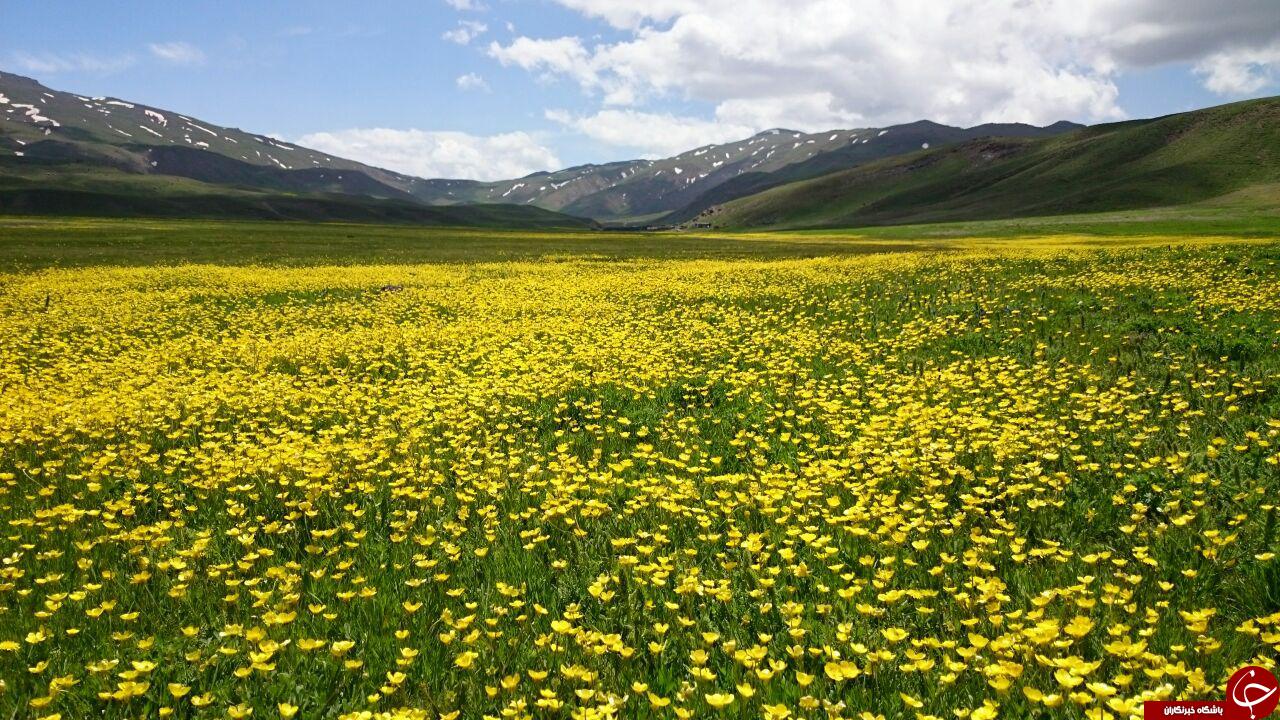 گوشه&zwnj;ای از بهشت در دامنه کوهستان باغرو + تصاویر