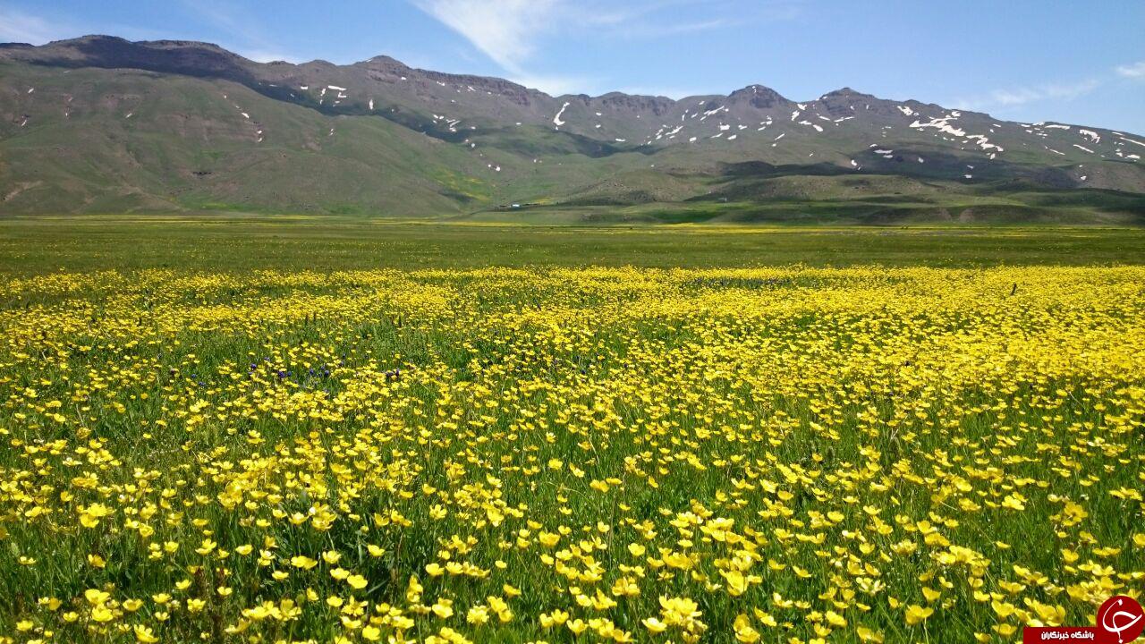 گوشه&zwnj;ای از بهشت در دامنه کوهستان باغرو + تصاویر