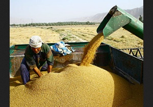 خرید بیش از 230 هزار تن گندم از کشاورزان آذربایجانغربی