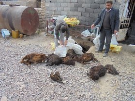 5000 دام به دلیل نبود تعامل بهداشتی تلف شد