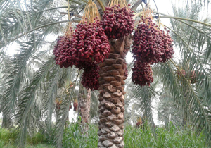 طعم تلخ خرما در دهان کشاورزان منوجانی + تصاویر