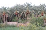 قلعه عسکر روستایی بی نظیر
