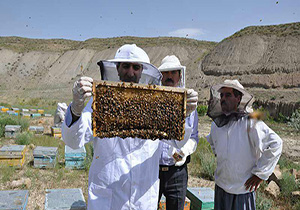 پایان طرح پایش زنبورستانهای استان خراسان رضوی