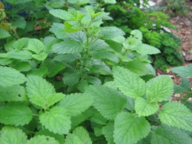 خواص درمانی بادرنجبویه