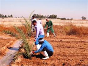 کشت 20 هزار اصله پاجوش خرما در خاش