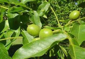 روستای جمیل آباد با درختان کهنسال گردو