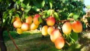 خسارت سرمازدگی به باغات زرد آلو زنجان