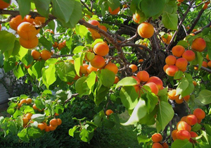 کاهش 10 درصدی برداشت زردآلو