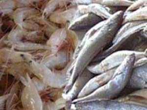 افزایش چشمگیر صادرات آبزیان