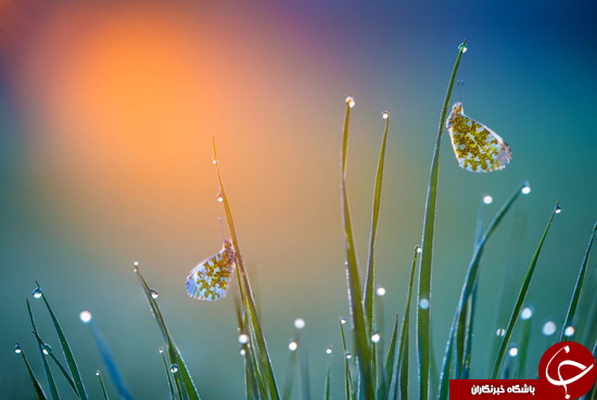 زندگی بی&zwnj;نظیر حشرات از فاصله&zwnj;ای نزدیک +تصاویر