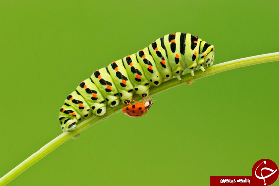 زندگی بی&zwnj;نظیر حشرات از فاصله&zwnj;ای نزدیک +تصاویر
