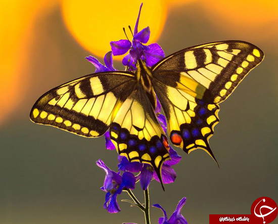 زندگی بی&zwnj;نظیر حشرات از فاصله&zwnj;ای نزدیک +تصاویر