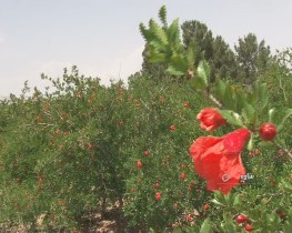 بررسی مشکلات باغداران ساوه در کمیته فنی انار