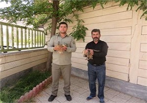 رها سازی یک بهله سارگپه به دامن طبیعت پیرانشهر