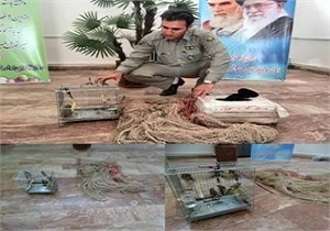 دستگیری متخلفین زنده گیری پرنده