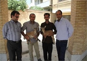 تحویل دو رأُس بزغاله وحشی به اداره حفاظت محیط زیست