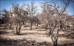 رکوردی همیشگی برای یزد