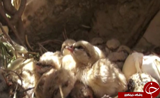 تلاش و کوشش محیط بانان تا اتمام مشکلات ناباروری