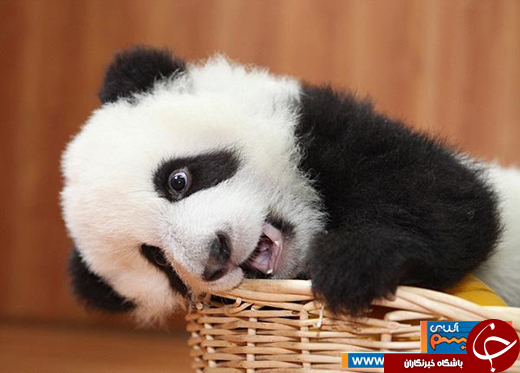 عکس/ نگاهی به نگاه خاص و زیبای حیوانات