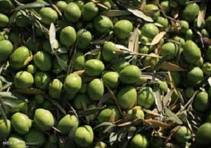 سرخه قطب زیتون استان سمنان