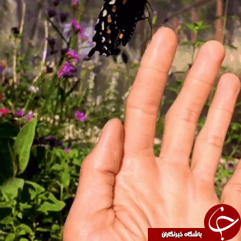 گونه های پروانه نادر +تصاویر
