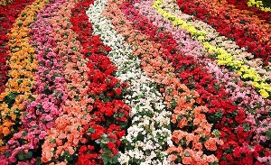 پایانه گل، در انتظار مجوز