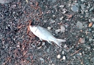 ماهی‌های مرده میهمانان گردشگران سد کُلان + فیلم