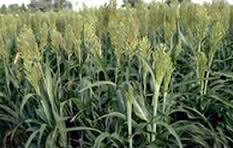 کشت سورگوم دانه ای و علوفه ای در شهرستان کردکوی