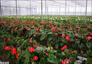 توسعه کشت گلخانه‌ای و کشاورزی مدرن در استان