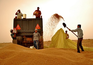 خرید 490 هزار تن گندم مازاد بر نیاز زارعان در استان اردبیل