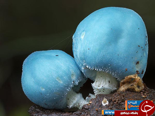 عکس/ گونههایی بینظیر از قارچهای غول پیکر عکس/ گونههایی بینظیر از قارچهای غول پیکر