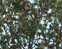 آغاز کاربرداشت بادام از باغات شهرستان بهاباد