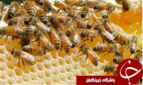 شیوه جدید داعش برای استخدام نیرو: استفاده از بچه گربه و زنبور عسل برای تحت تأثیرقرار دادن مردم+ تصاویر
