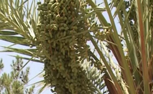از شیرینی خرمای سیستان تا کارآفرینی با بهره گیری از حیوانات