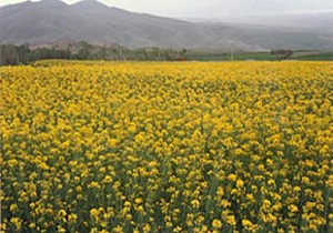 خریداری سه هزار تن کلزا