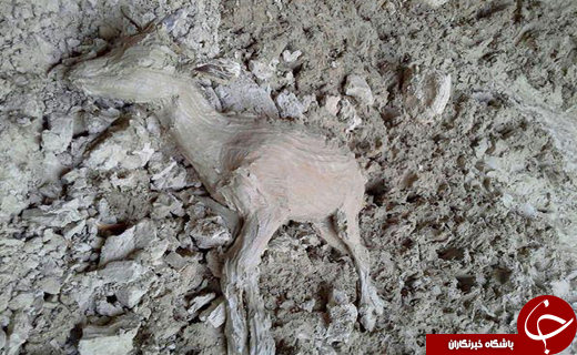 بیش از ده&zwnj;ها کل و بز در آستانه مرگ