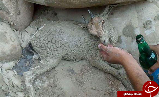 بیش از ده&zwnj;ها کل و بز در آستانه مرگ