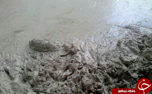 بیش از ده&zwnj;ها کل و بز در آستانه مرگ