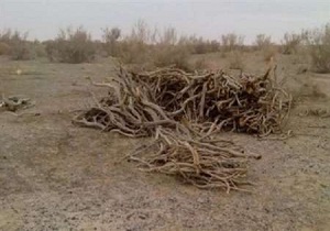 در سال جاری 10تن چوب تاغ در استان کشف شده است