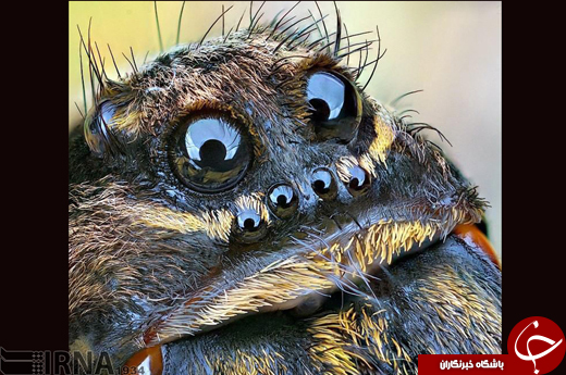 صورت عنکبوت از نمای کاملا نزدیک