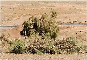 بیابان&zwnj;زدایی سالانه 60 هکتار در جنوب شهرستان سرخه انجام می&zwnj;شود