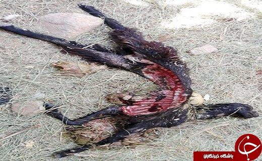 حمله حیوان ناشناخته به شهداد/افسانه و شایعه به هم پیوند می خورد