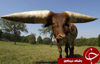کانال گردی