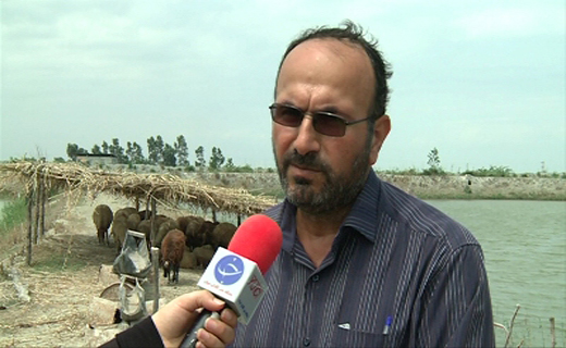 دوستی دو کارآفرین ؛ از پرورش بچه ماهی تا دام سبک و ماکیان در بندرگز گلستان