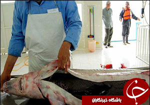 نگاهی گذرا به مهمترین رویدادهای 13 مرداد در مازندران