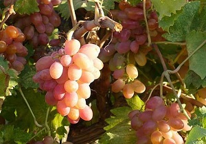 برگزاری جشنواره انگور در تاکستان